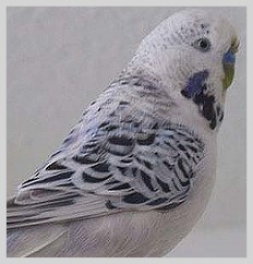 Wellensittich Clearbody