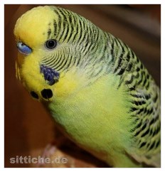 Wellensittich Clearbody