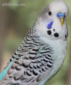 Wellensittich Clearbody