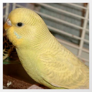 Aufgehellter Wellensittich