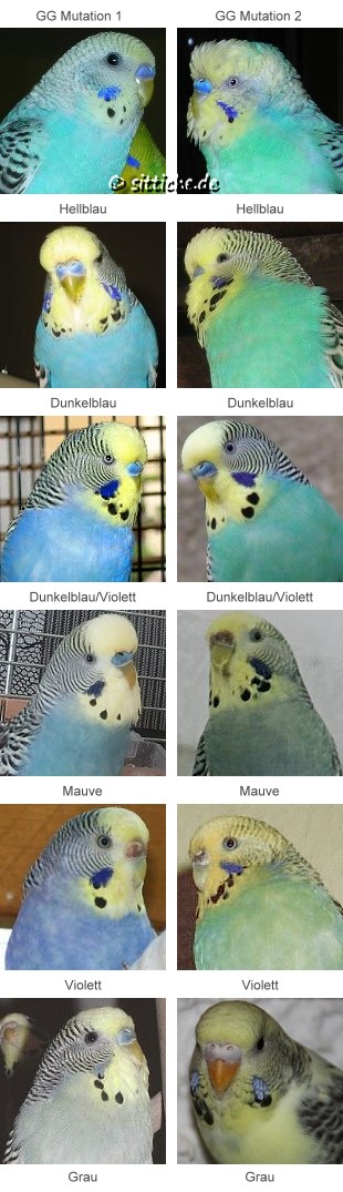 Wellensittich Gelbgesicht