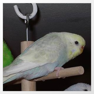 Aufgehellter Wellensittich