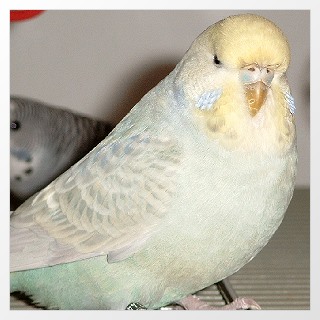 Gelbgesicht-Weiß-Hellblau