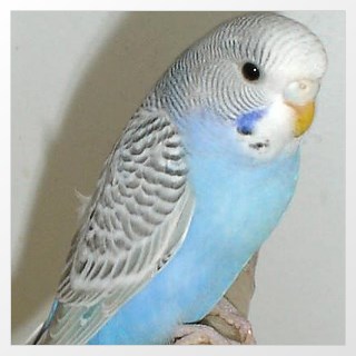 Wellensittich Grauflügel