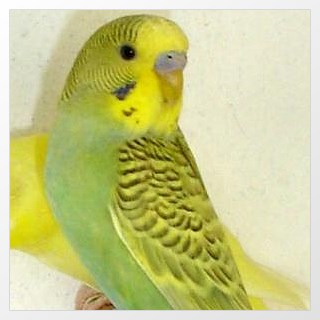 Wellensittich Grauflügel