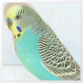 Wellensittich Grauflügel