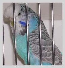 Wellensittich Grauflügel