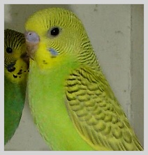 Wellensittich Grauflügel