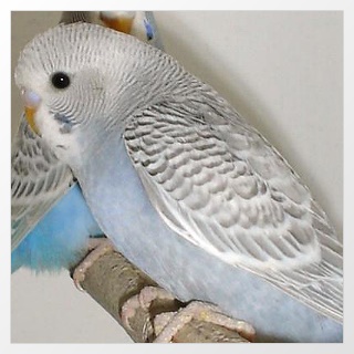 Wellensittich Grauflügel