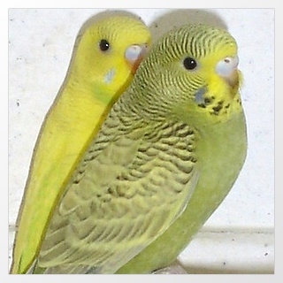 Wellensittich Grauflügel