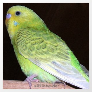 Wellensittich Grauflügel