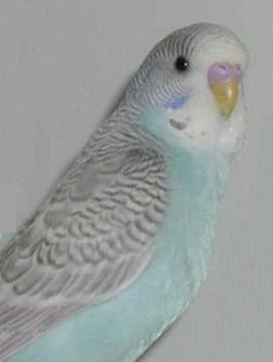 Wellensittich Grauflügel