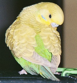 Wellensittich Hellflügel