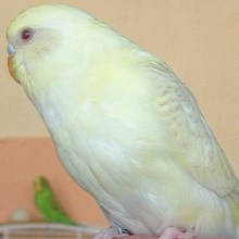 Wellensittich Lacewing