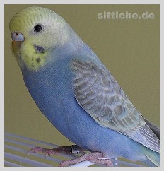 Wellensittich Rainbow