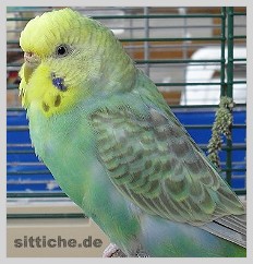 Rainbow Wellensittich nach der Jugendmauser