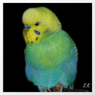 Hellflügel Opalin Violett AGG