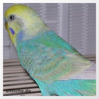 Hellflügel Gelbgesicht Opalin Hellblau