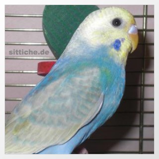 Hellflügel Gelbgesicht Violett