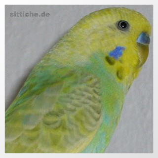 Hellflügel Gelbgesicht Hellblau