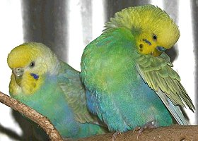 Wellensittich Rainbow