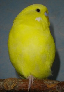 Wellensittich Schwarzaugen