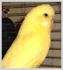 Wellensittich Schwarzauge