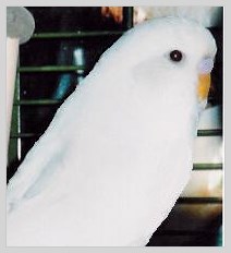 Wellensittich Albino