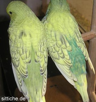 Wellensittich Spangle