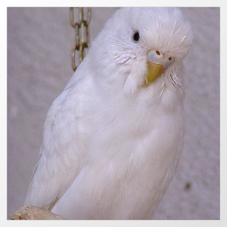 doppelfaktoriger Spangle