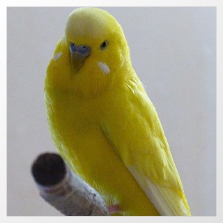 doppelfaktoriger Spangle