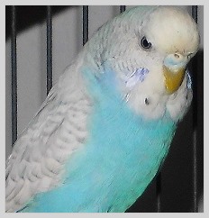 Wellensittich Spangle