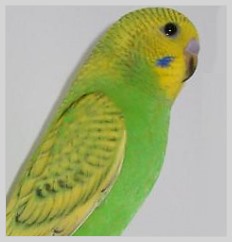 Wellensittich Spangle