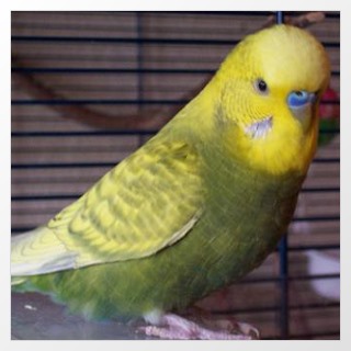 olivfarbener Spangle