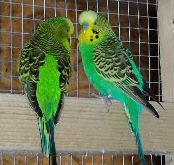 hellgrün und dunkelgrün