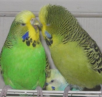 hellgrün und graugrün