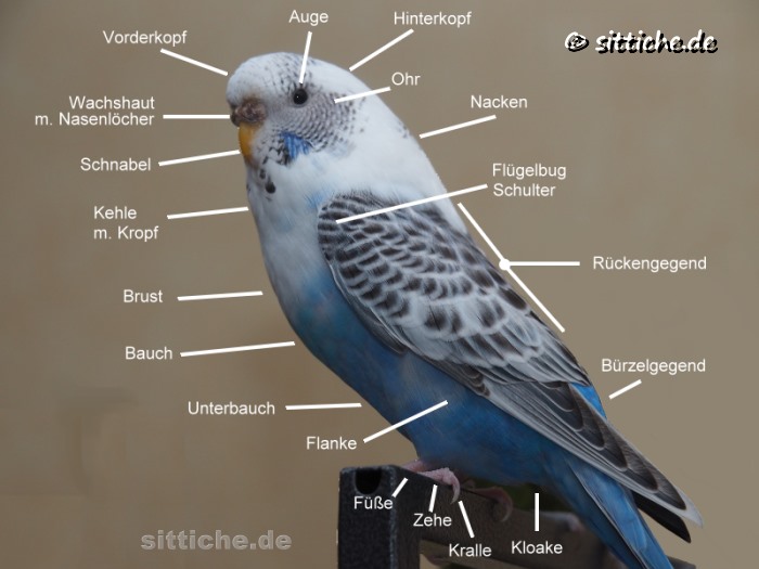 Wellensittich Anatomie Körperbau