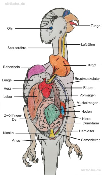 Wellensittich Anatomie Organe