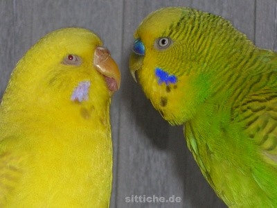 Wellensittich Männchen Weibchen