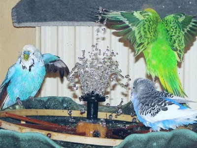 Wellensittich Männchen Weibchen