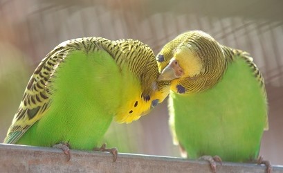 grüne Wellensittiche