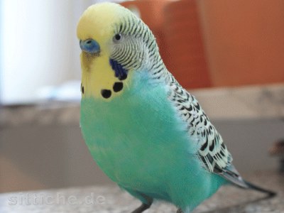 Wellensittich