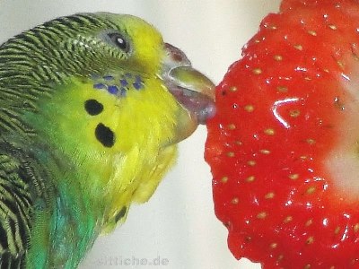 Wellensittich Ernährung Erdbeere