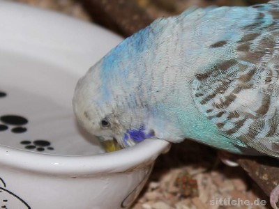 Trinkwasser Wellensittich