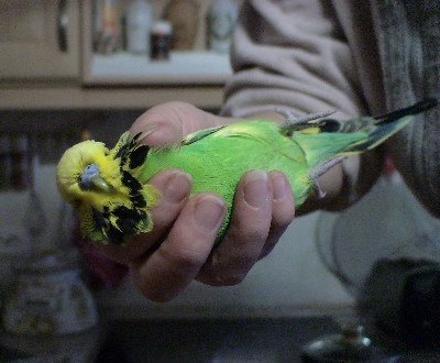 Wellensittich Fixiergriff