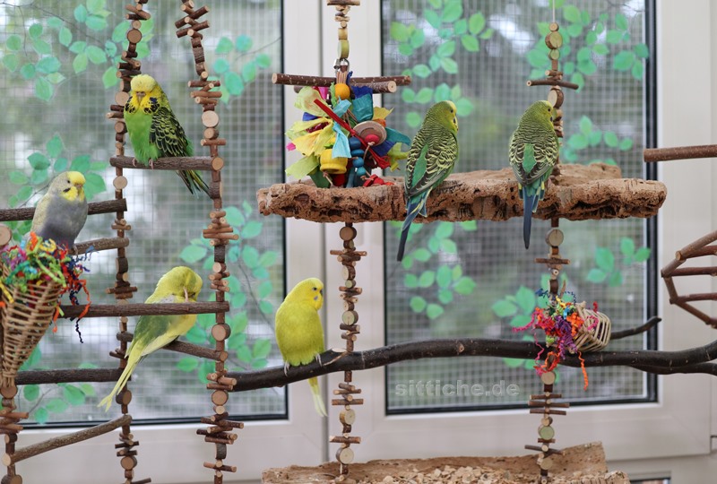 vogelsicheres Zimmer