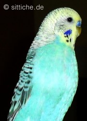 Wellensittich schlank