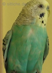 Wellensittich zu dick