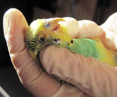 Wellensittich Kappengriff