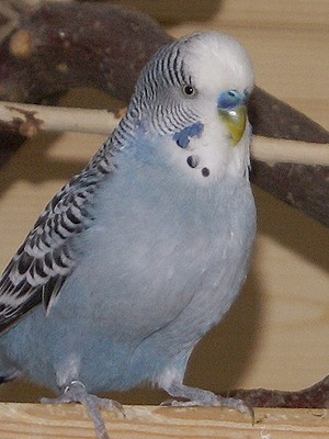 Lipom beim Wellensittich